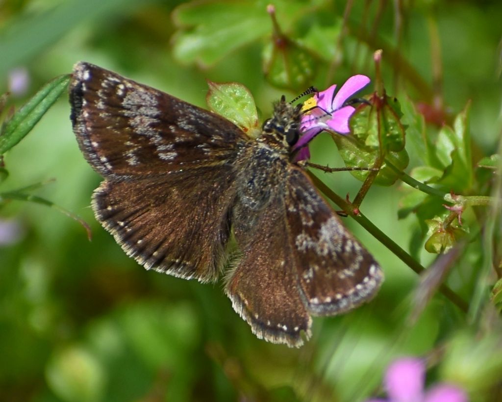 Erynnis tages (Hesperiidae)? S !